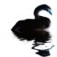 Cygnus's Avatar